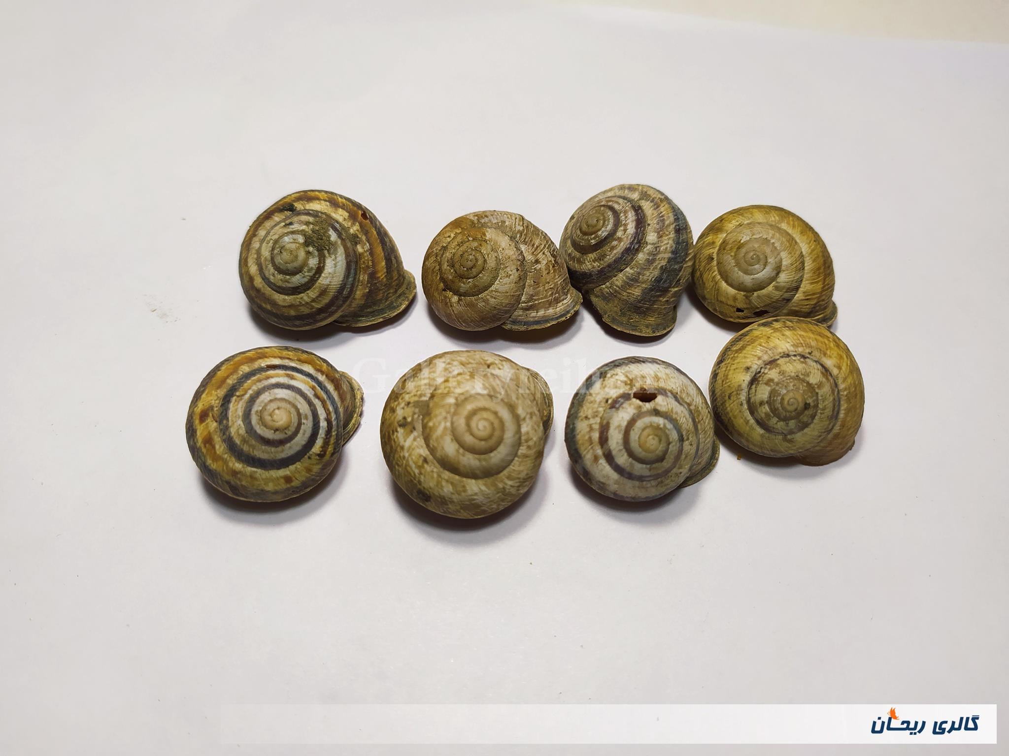 8 عدد صدف حلزون باغی زیبا 