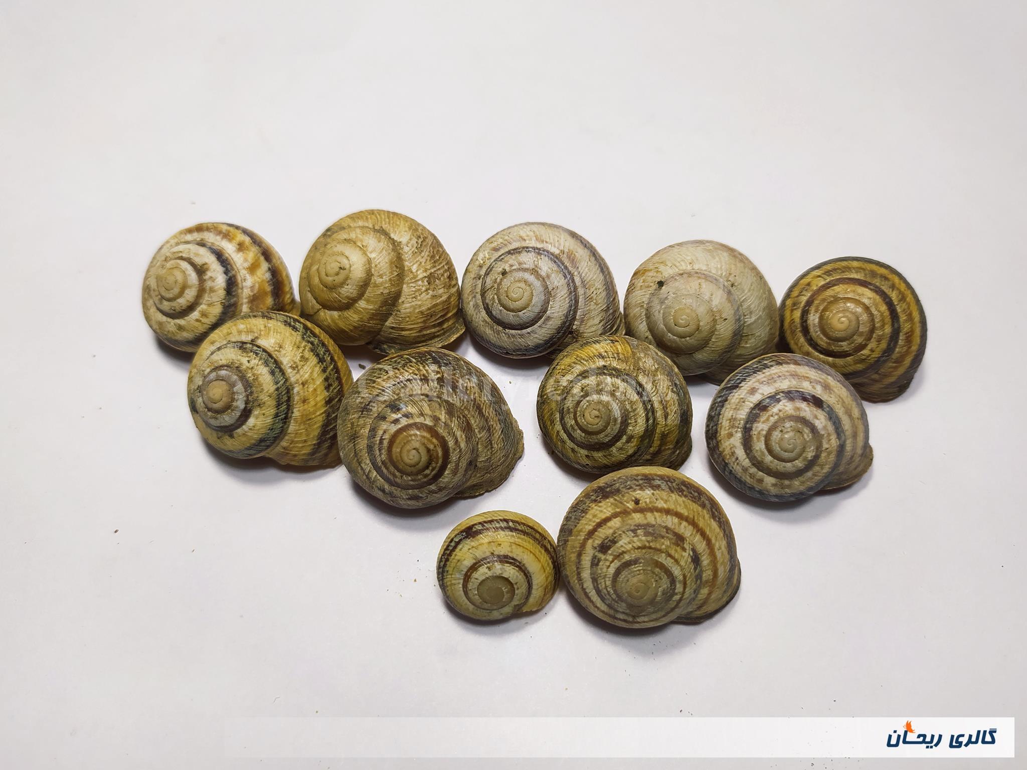 11 عدد صدف حلزون باغی زیبا 