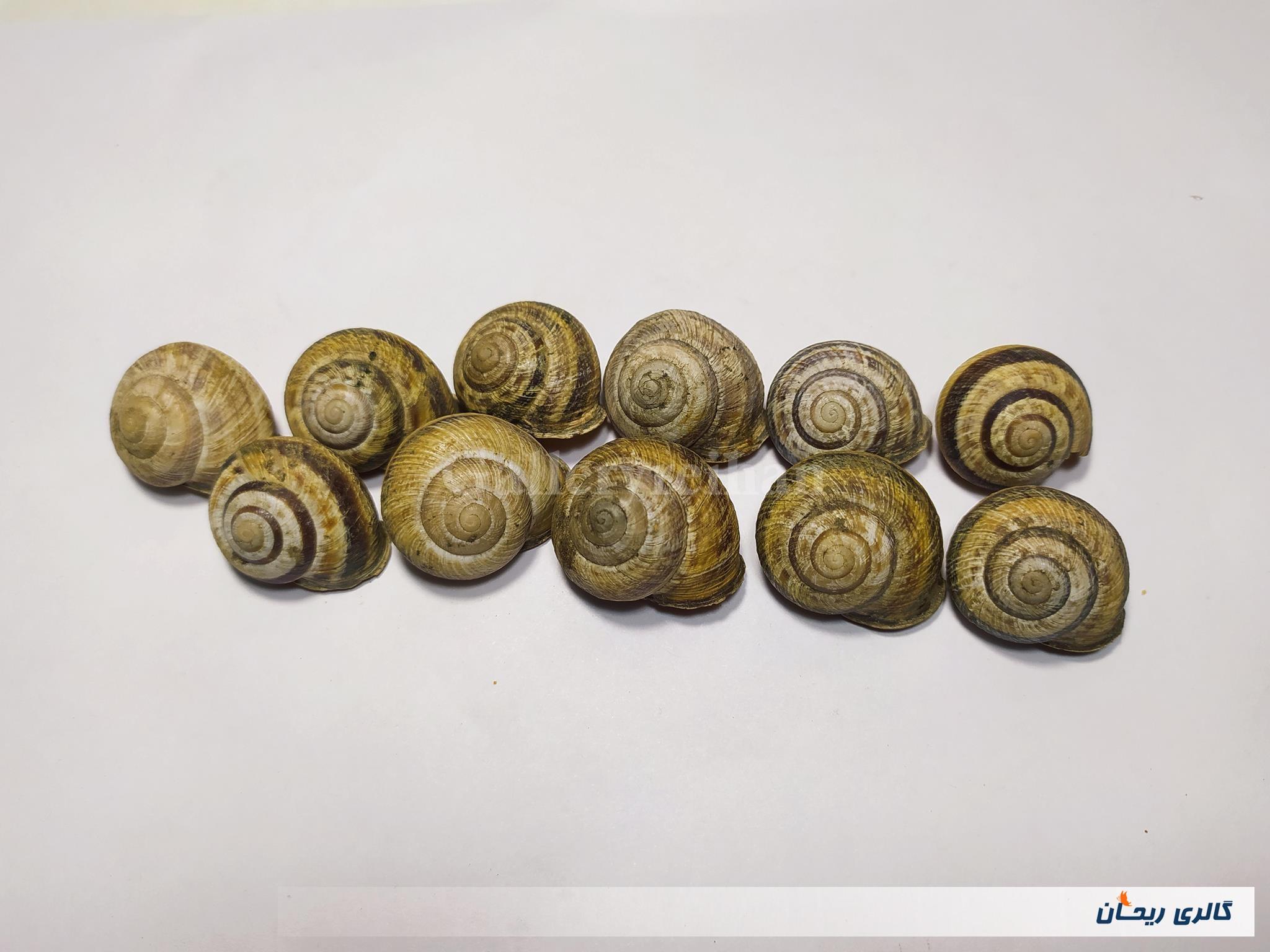 11 عدد صدف حلزون باغی زیبا 