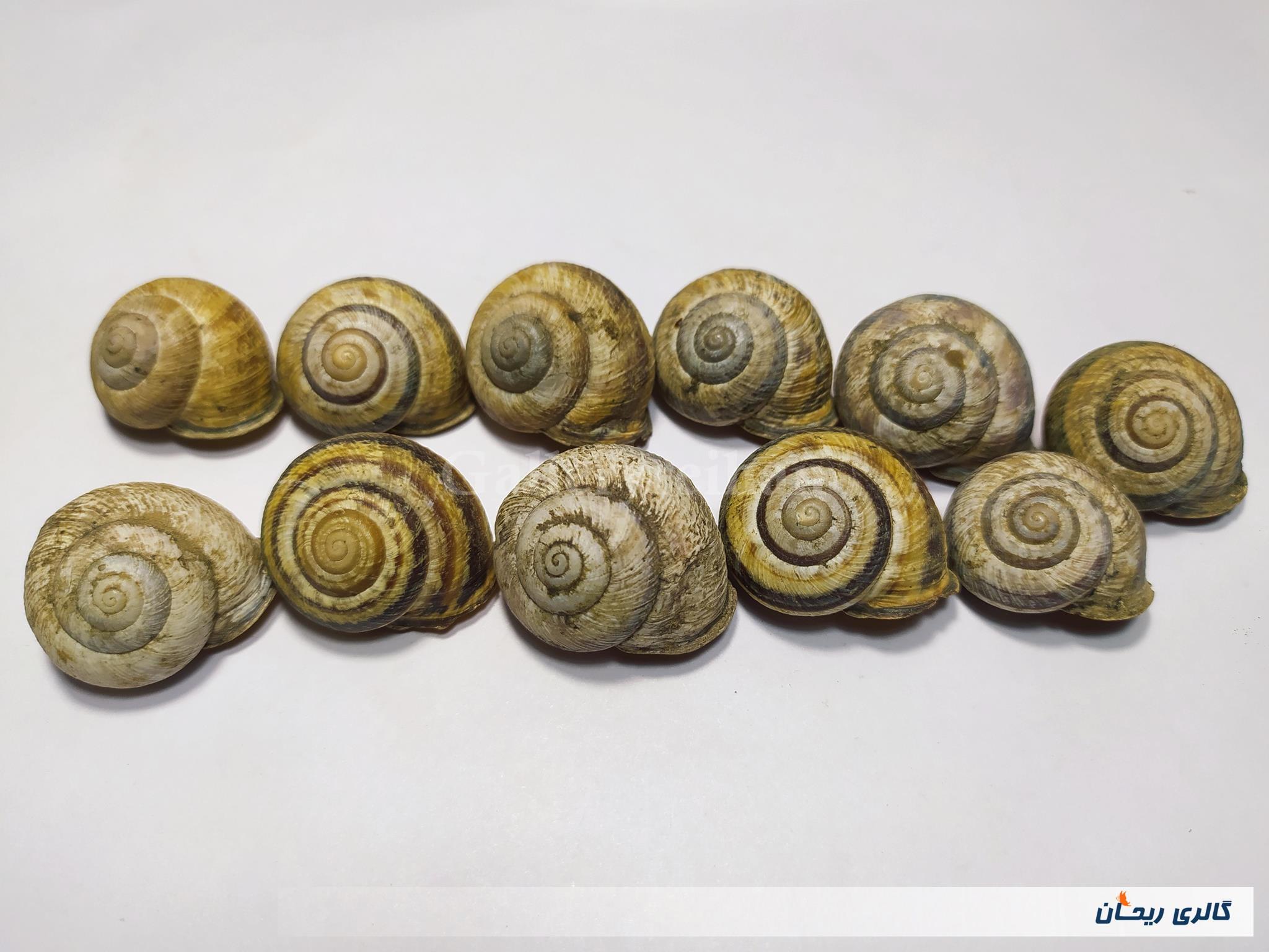 11 عدد صدف حلزون باغی زیبا