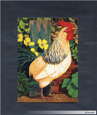 کارت پستال انتشارات وودفیلد طرح خروس 