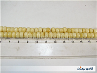 تسبیح کلکسیونی قدیمی دست ساز استخوان