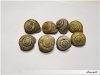 8 عدد صدف حلزون باغی زیبا 