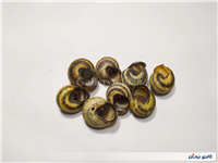 8 عدد صدف حلزون باغی زیبا 