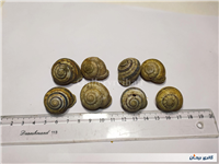 8 عدد صدف حلزون باغی زیبا 