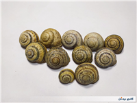 11 عدد صدف حلزون باغی زیبا 