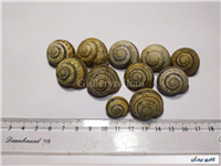 11 عدد صدف حلزون باغی زیبا 