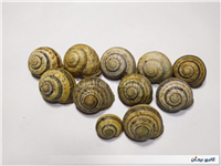 11 عدد صدف حلزون باغی زیبا 