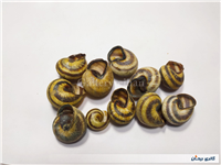 11 عدد صدف حلزون باغی زیبا 