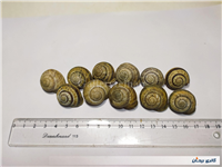 11 عدد صدف حلزون باغی زیبا 