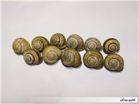 11 عدد صدف حلزون باغی زیبا 