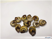 11 عدد صدف حلزون باغی زیبا 