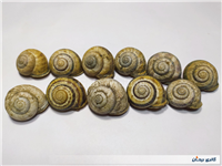 11 عدد صدف حلزون باغی زیبا