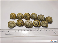 11 عدد صدف حلزون باغی زیبا