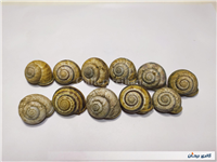 11 عدد صدف حلزون باغی زیبا