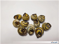 11 عدد صدف حلزون باغی زیبا