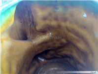 پارچ و لیوان سرامیکی قدیمی